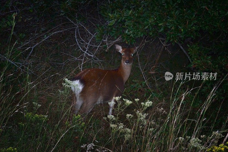 阿萨提格岛的白尾鹿- V